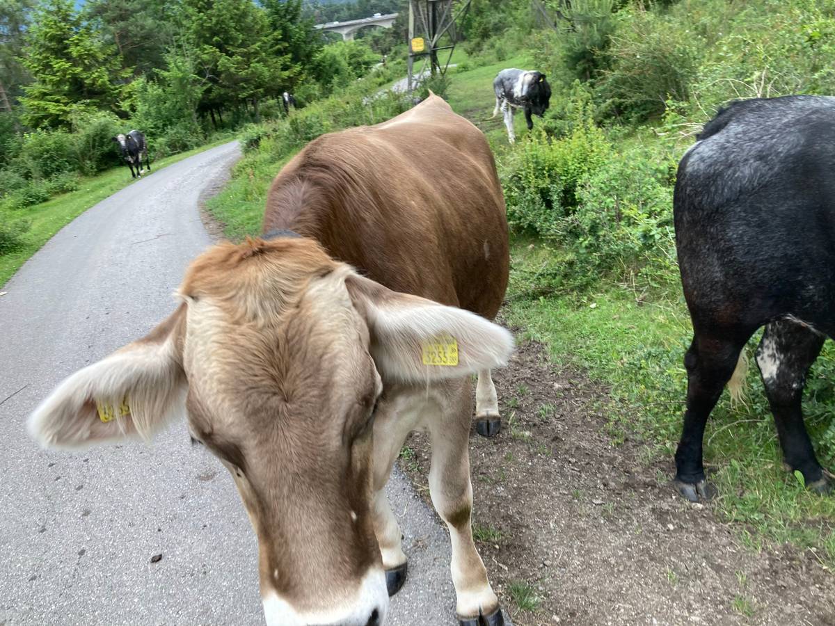 My dad's photo of the cows close up