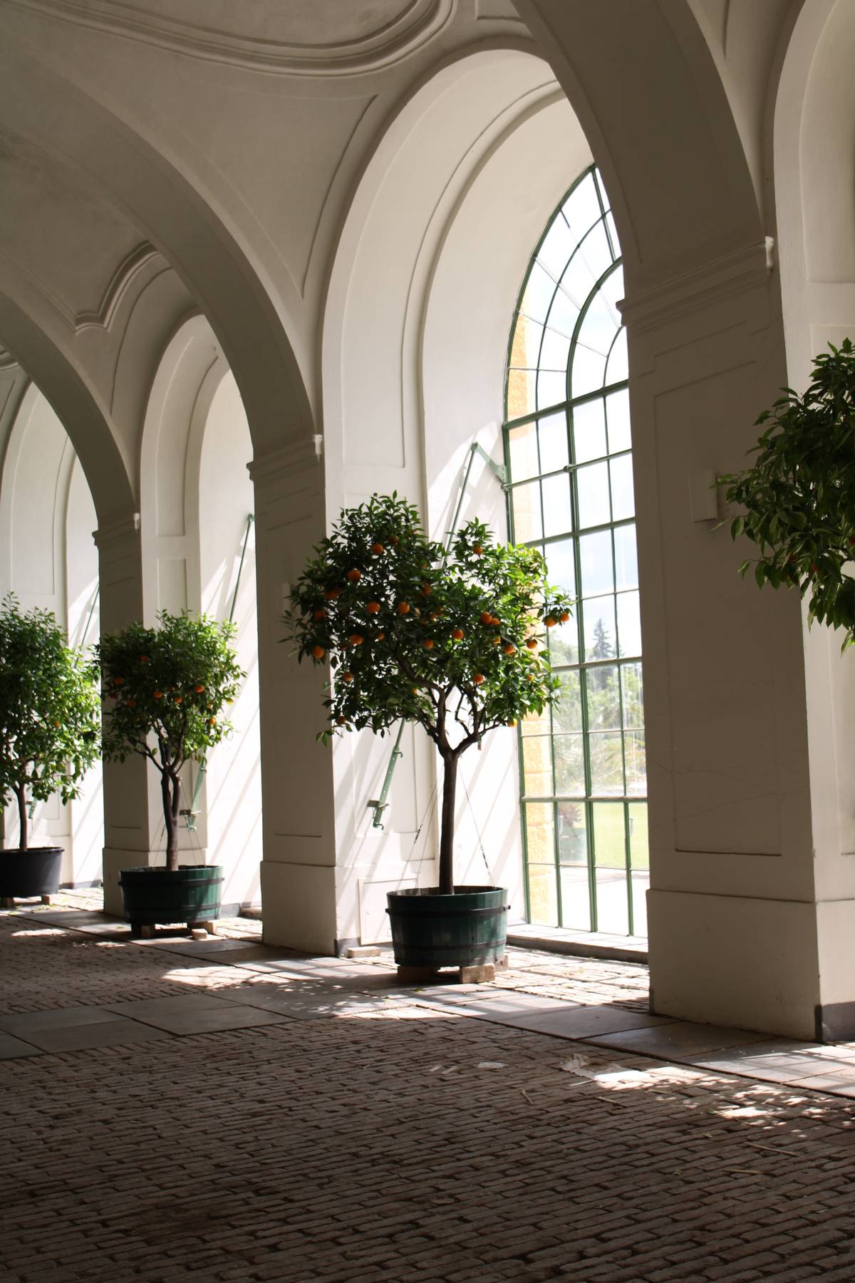 The interior of an orangery with orange trees in pots