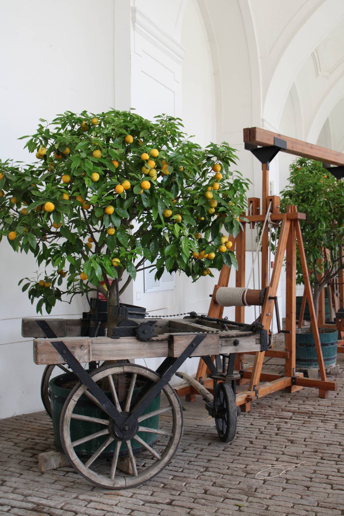 An orange tree in a wooden cart