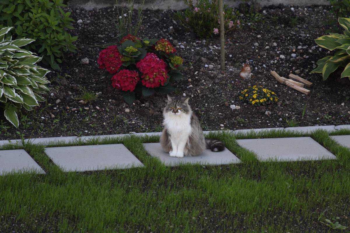 A maine coon sits on a piece of slate in the ground