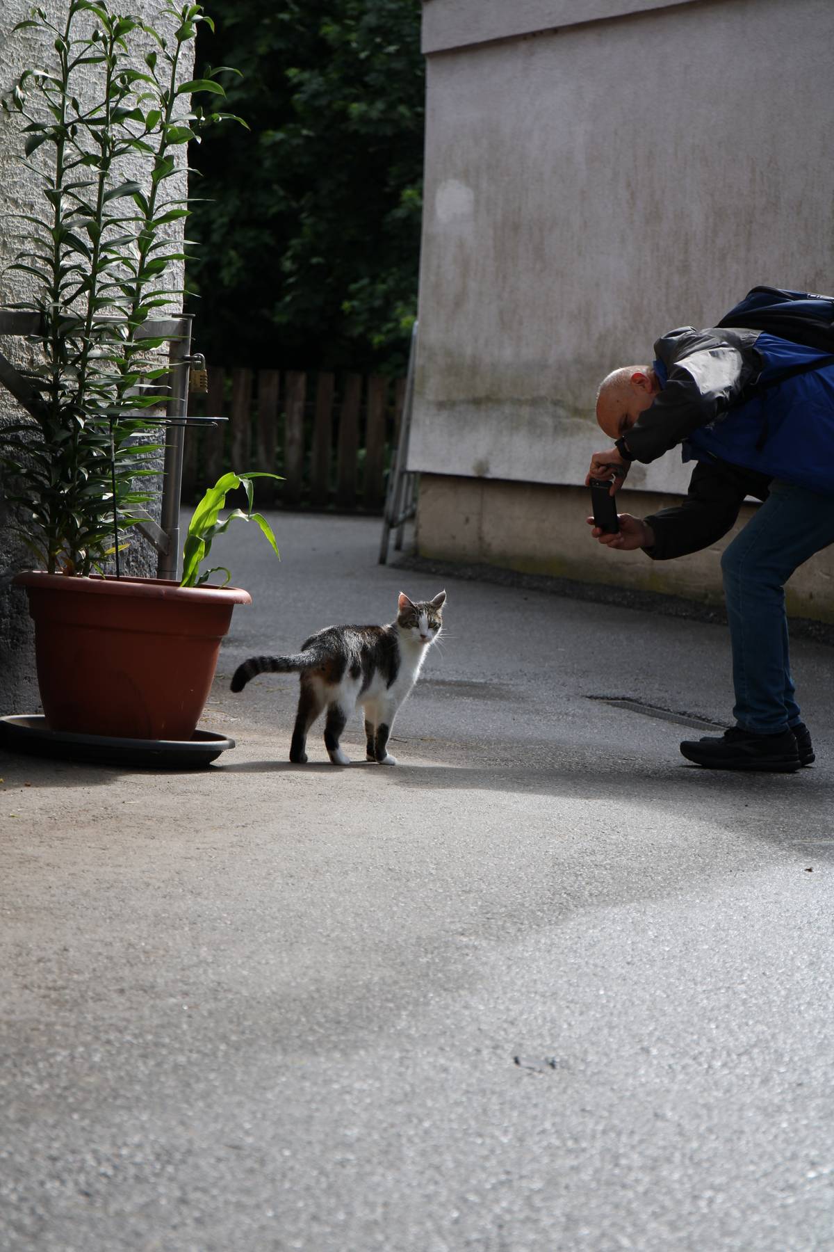 My dad takes a photo of the cat that lives around