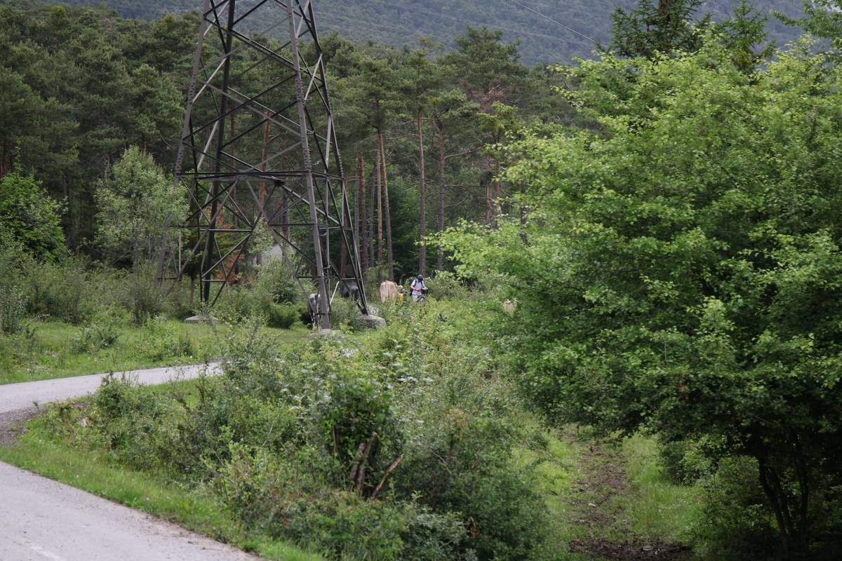 Through some shrubbery, my dad is seen stopped on his bike, surrounded by cows