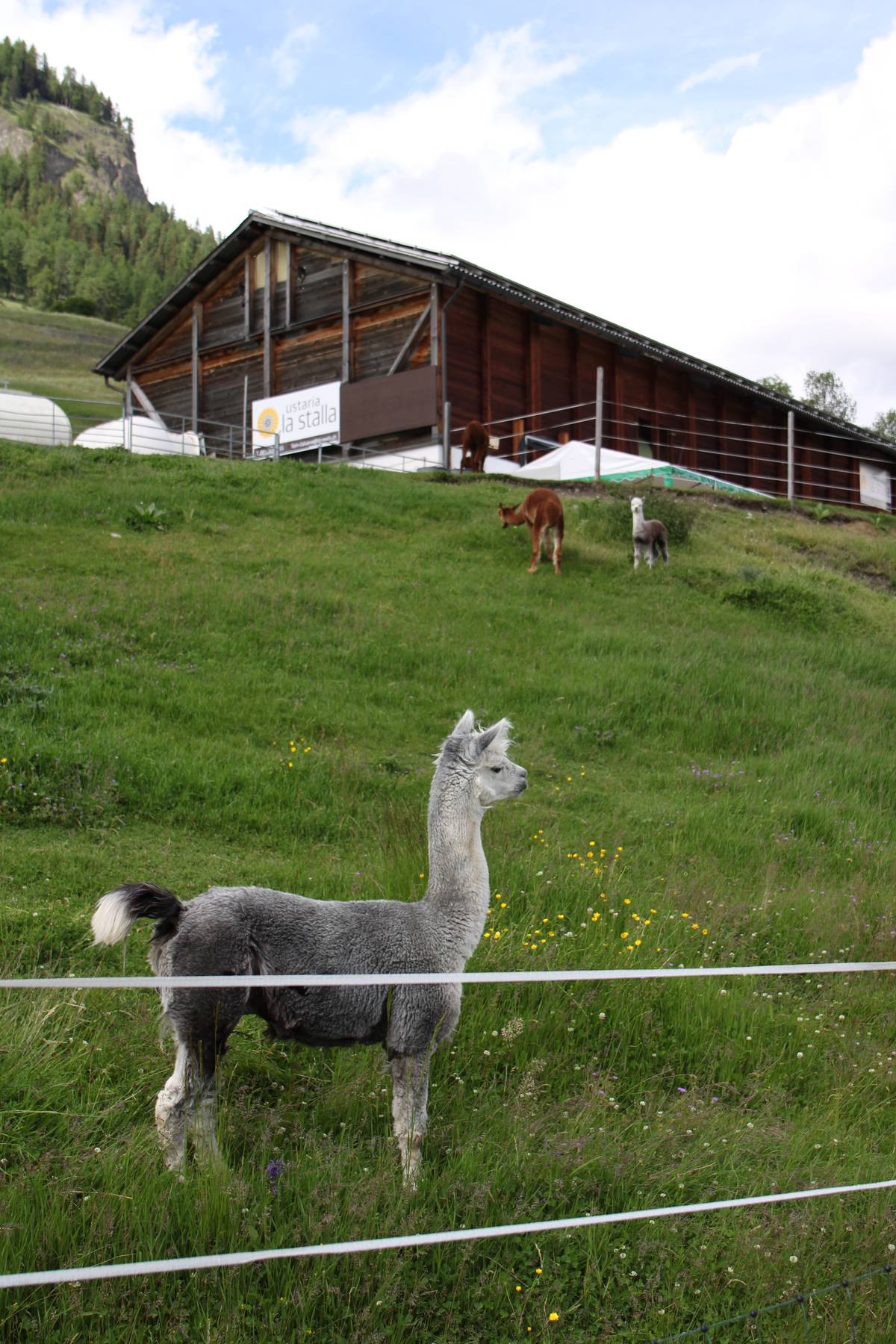 A llama stands right next to a wire fence