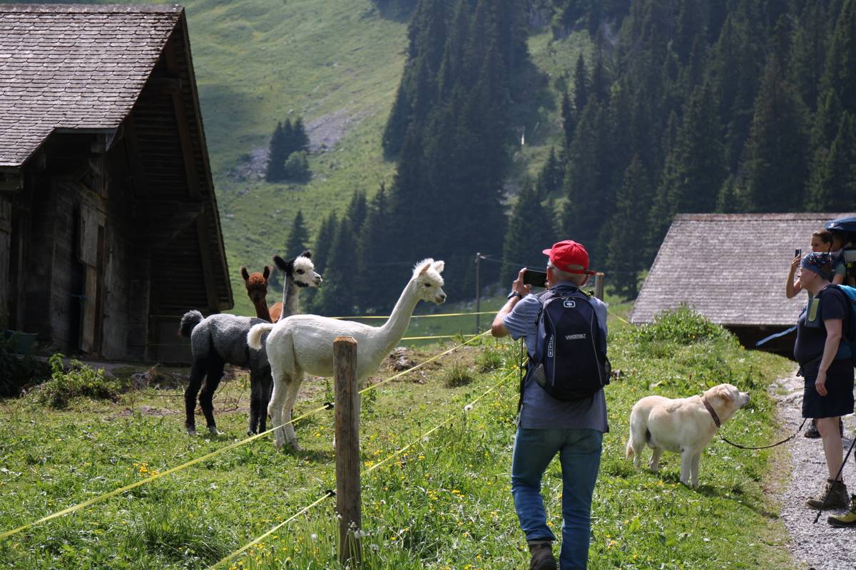 My dad approaches two alpacas, phone directly out in front of him to get a photo